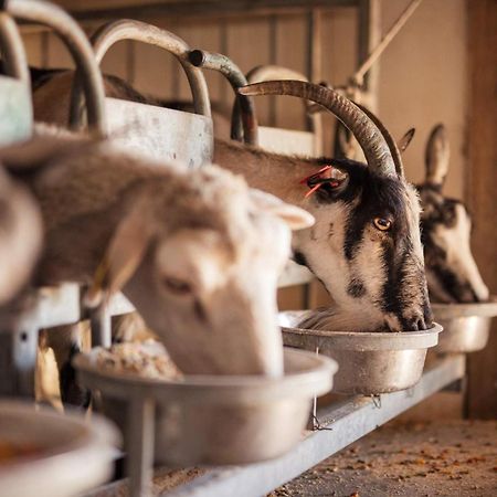 Agroturizam Antunović Bed & Breakfast Kuna Pelješka Exterior foto
